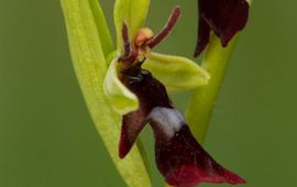 Mark Engels Vliegenorchis