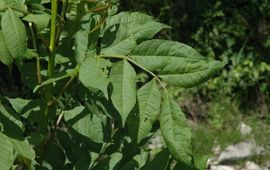 Fraxinus excelsior. Es