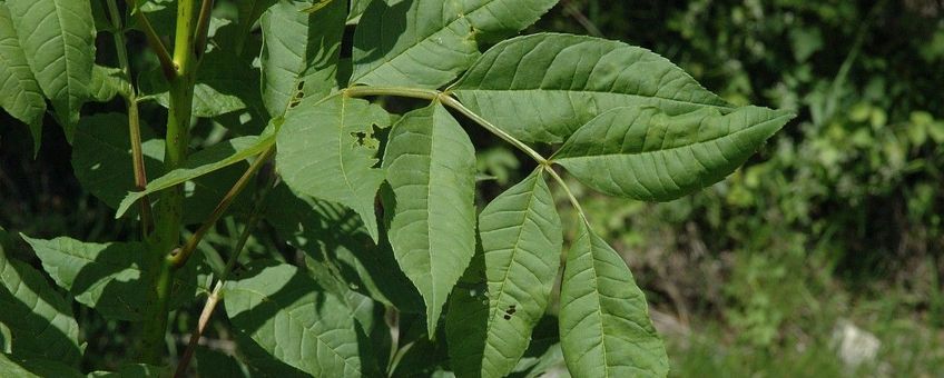 Fraxinus excelsior. Es