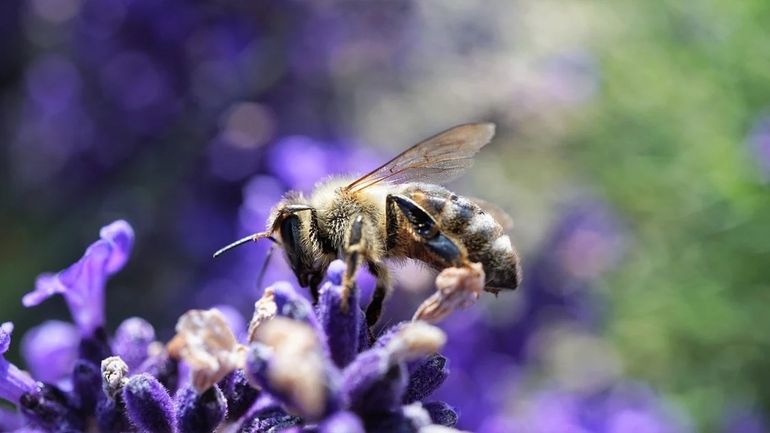 Insecten vervullen een cruciale rol in de bestuiving van planten