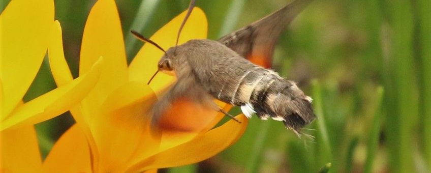 kolibrievlinder in het vroege voorjaar