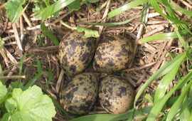 Nest met eieren van kievit, Vanellus vanellus
Foto van wikipedia