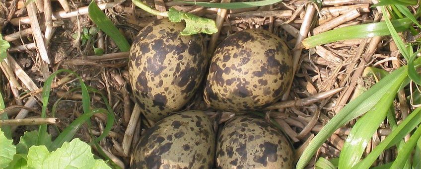 Nest met eieren van kievit, Vanellus vanellus
Foto van wikipedia