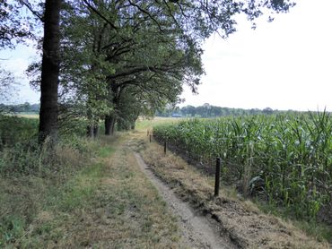 Afdaling van de Kale Berg in Barchem