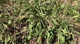 Uitdroging planten door aanhoudende droogte en hitte