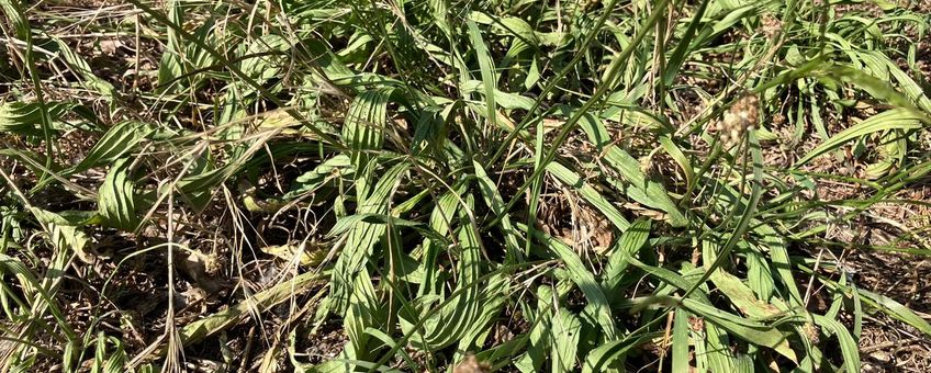 Uitdroging planten door aanhoudende droogte en hitte