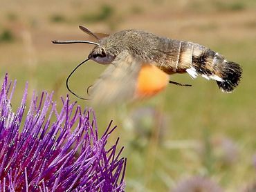 Kolibrievlinder drinkend uit distel