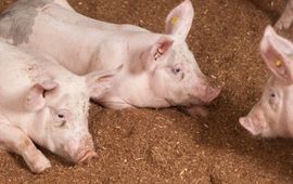Natuur en Milieu Overijssel Wroetvarkens wroeten in het strooisel