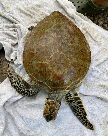 Zieke zeeschildpad