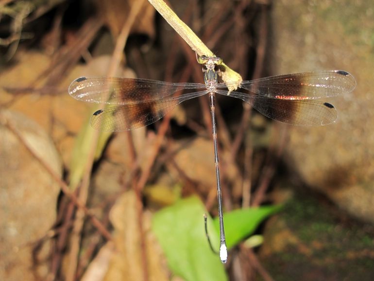 De spreidvleugel Amanipodagrion gilliesi is de enige vertegenwoordiger van de familie Amanipodagrionidae en bekend van slechts een beek in Tanzania