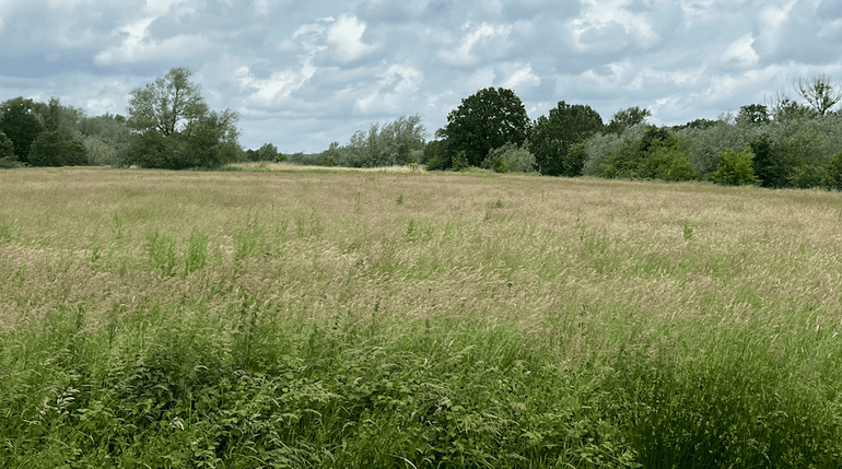 Michel zet ook vroegere landbouwgronden om in kruidenrijk grasland en vervolgens werkt hij toe naar vochtig hooiland