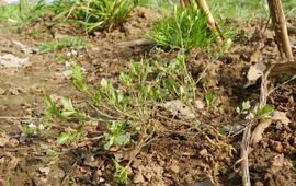 Rutger Barendse, Saxifraga Aziatische veldkers