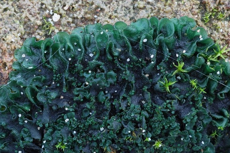 Gewoon geleimos (Blenothallia crispa) in vochtige toestand. Karakteristiek zijn de groene kleur en de schubjes in het midden van het thallus