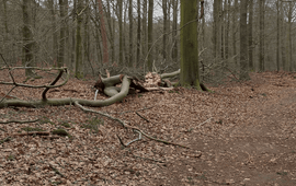 Bosgroepen dood hout
