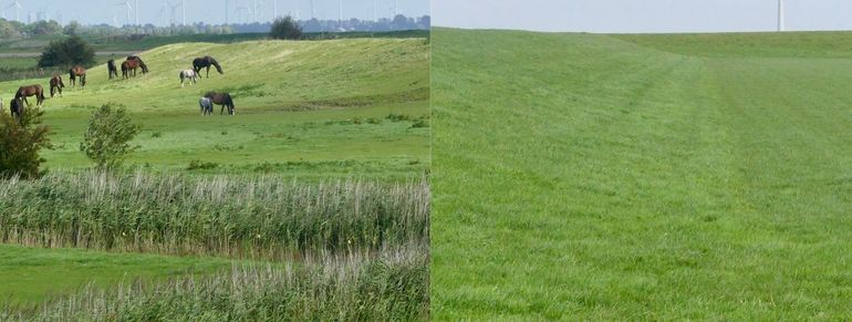 De ene Groninger dijk heeft een hogere ecologische kwaliteit dan de andere Groninger dijk. Het laat zich raden welke van de twee het meest aantrekkelijke leefgebied is