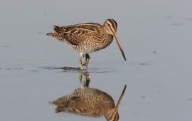 Gallinago gallinago, Watersnip