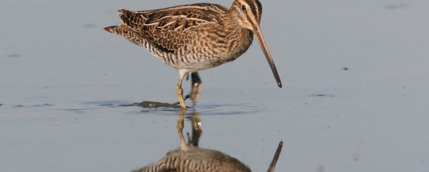 Gallinago gallinago, Watersnip