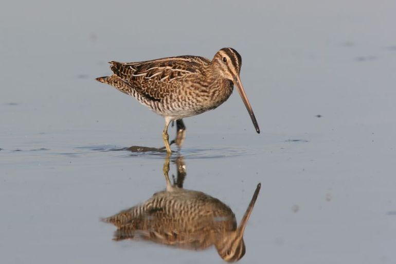 Watersnippen zijn schuwe vogels