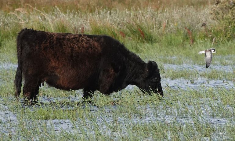 De Muy op Texel, Black Angus-koe en witvleugelstern