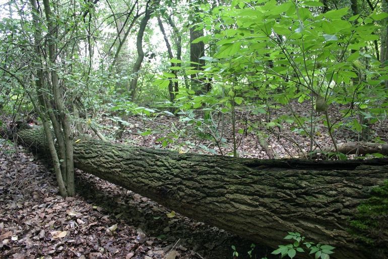 Voorbeeld van een liggende dode boom waarin de vermiljoenkever is gevonden