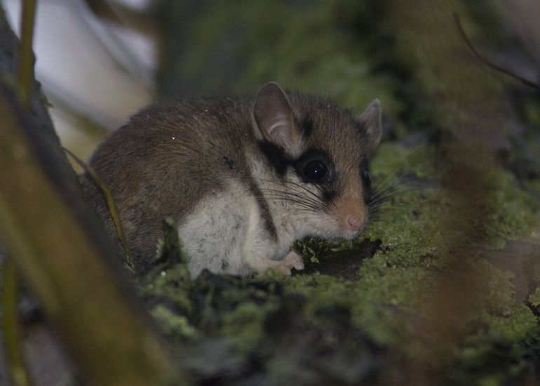 De pluizige eikelmuis leeft in Nederland alleen nog in Zuid-Limburg