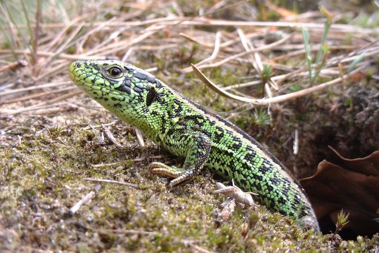 Zandhagedis, één van de kwetsbare soorten die profijt heeft van de natuurbruggen