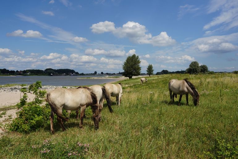 Paarden in de Millingerwaard