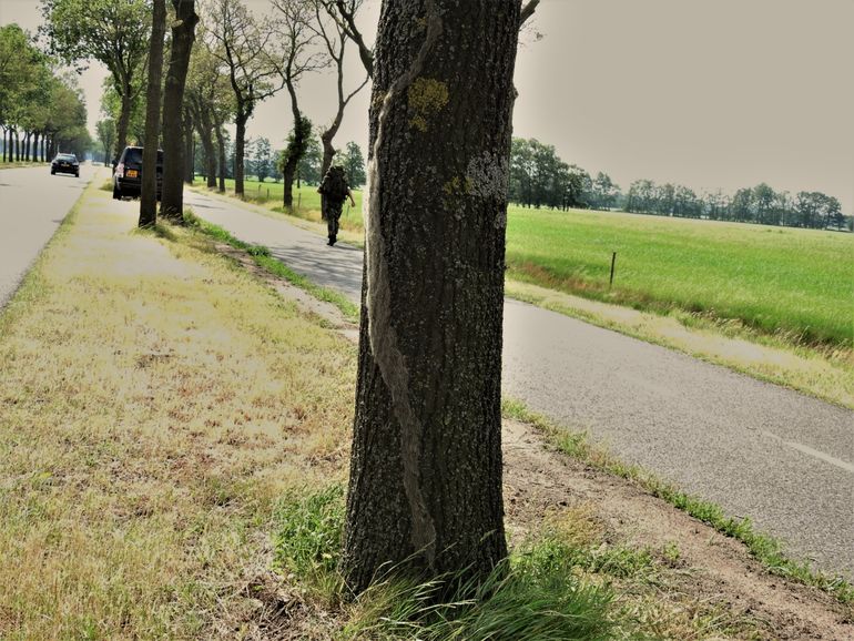 Eikenprocessierupsen komen uit de grond op 7 juni 2019