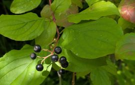 Rode kornoelje, Cornus sanguinea