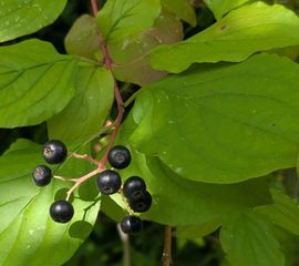 Rode kornoelje, Cornus sanguinea