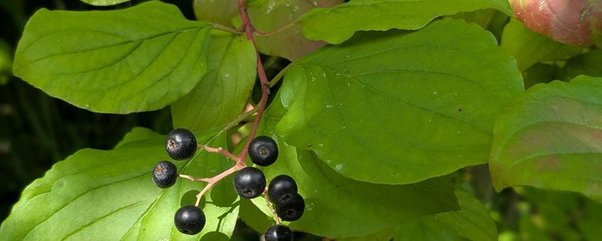 Rode kornoelje, Cornus sanguinea