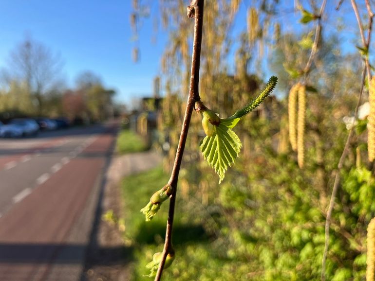 Bladontplooiing berk