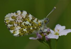 Anthocharis cardamines. Oranjetipje, man