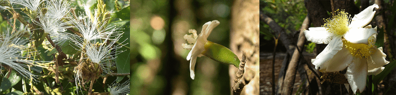 Witte bloemen van bomen uit de Amazone: Inga sp., Quararibea duckei en Calycolpus calophyllus