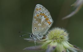 Aricia agestis. Bruin blauwtje