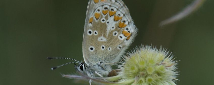 Aricia agestis. Bruin blauwtje