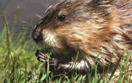 Bont voor Dieren Muskusrat