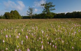 Natura2000-gebied Stelkampsveld