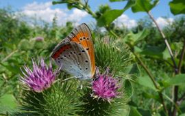 Lycaena dispar. Grote vuurvlinder