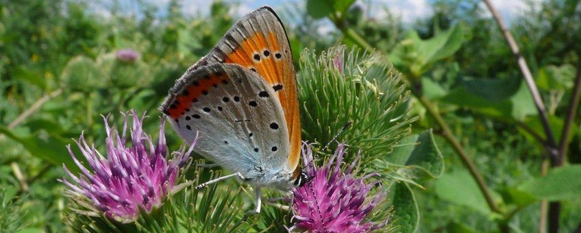 Lycaena dispar. Grote vuurvlinder