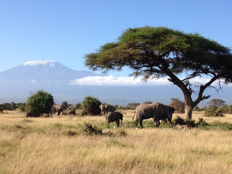 Het is een idyllisch beeld: de Kilimanjaro met op de lagere hellingen grote kuddes olifanten, leeuwen, buffels en andere iconische wilde dieren. Dit gebied is dan ook met recht en reden een zeer populaire safaribestemming. Maar er is ook een andere realiteit: maar al te vaak strijden mensen en dieren om de schaarse ruimte