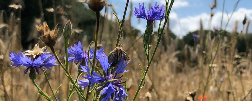 Korenbloemen