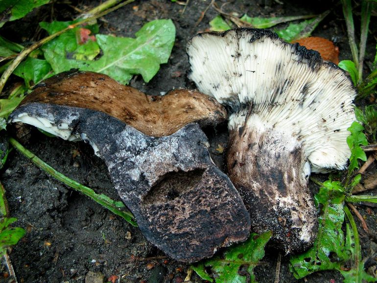 Russula ambusta, nog geen Nederlandse naam