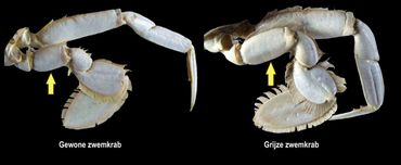 Kenmerken van de Gewone zwemkrab (links): vierde lid van de zwempoot is 1,5 keer zo lang als breed. Kenmerken Grijze zwemkrab (rechts): vierde lid van de zwempoot is twee keer zo lang als breed