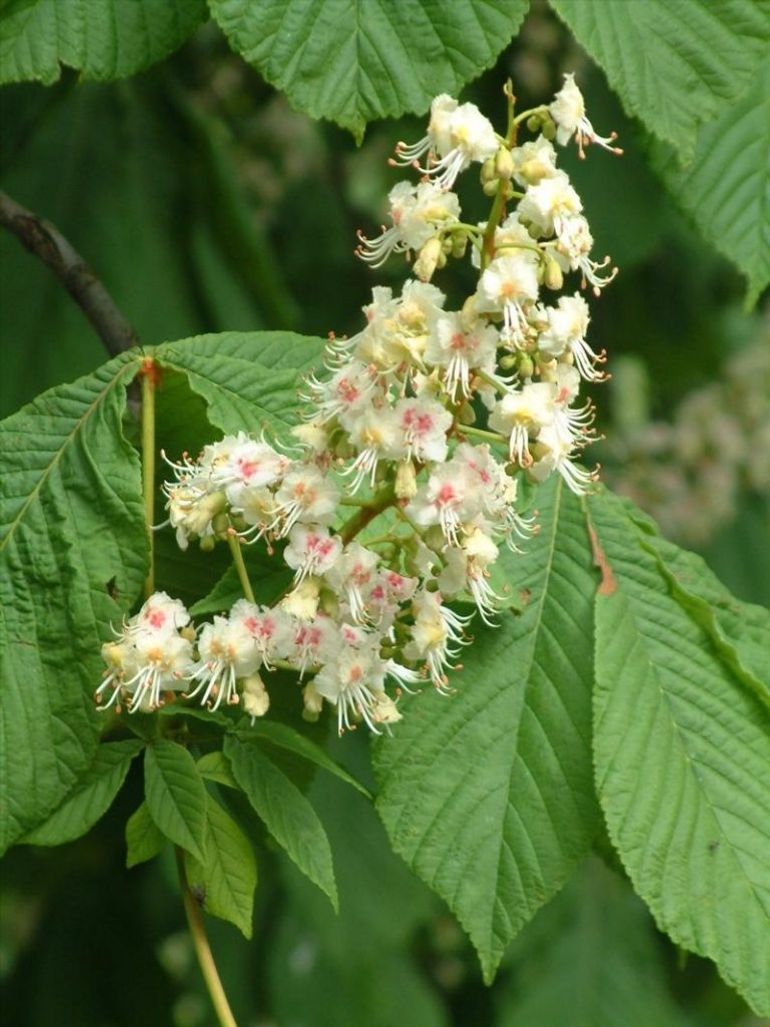 De bloemen van de witte paardenkastanje, waar begin september de kastanjes groeien