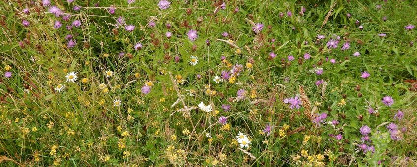 inheems bloemrijk grasland