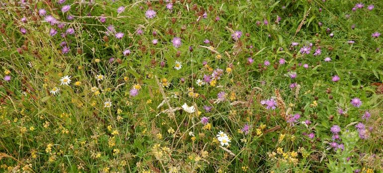 Inheems bloemrijk grasland met onder andere rolklaver en knoopkruid