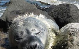 Ecomare huiler gewone zeehond