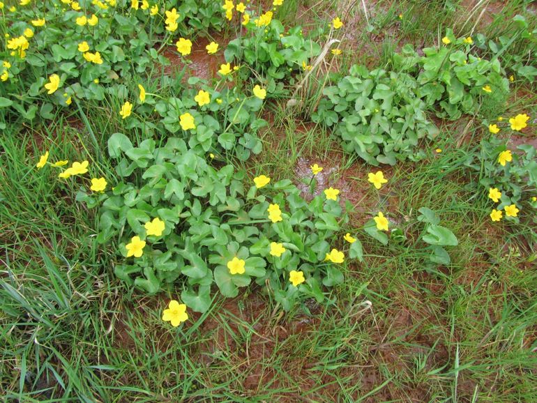 Dotterbloem op de wijstkwel in het Annabos