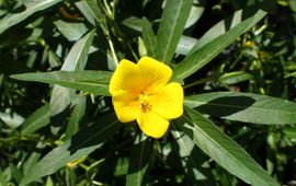 Krzysztof Ziarnek Ludwigia grandiflora
